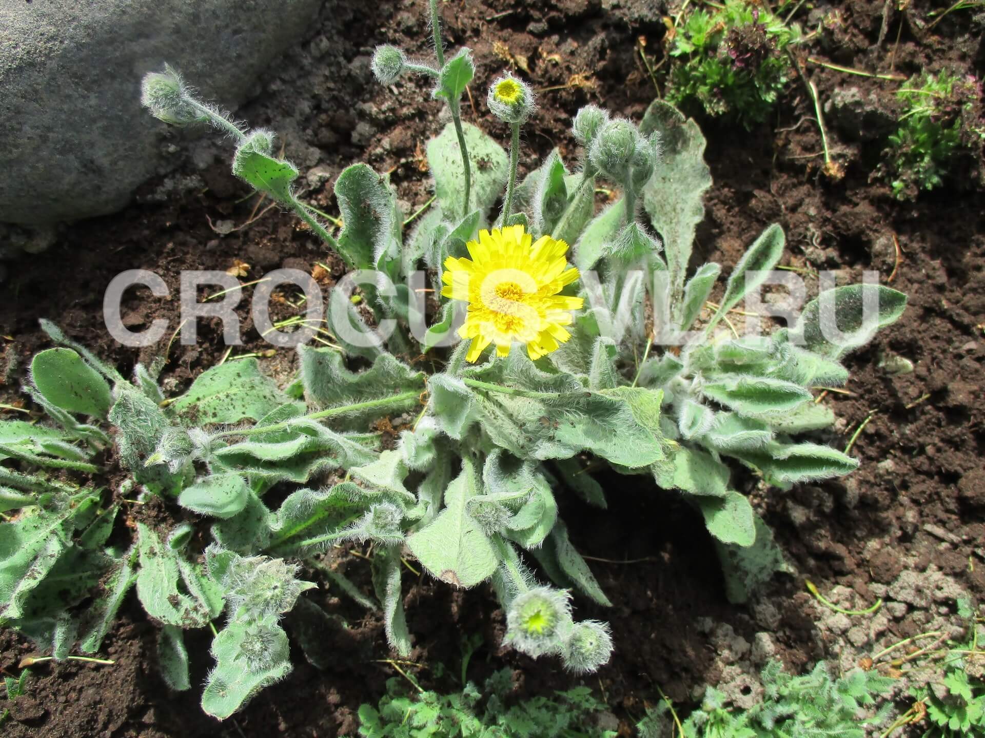 Ястребинка волосистая «Woolly Hawkweed»